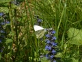 Green-veined white butterfly in the meadow blue blossom bugle flower