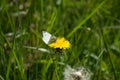 Green-veined White butterfly feeding from a dandelion