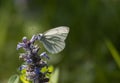 Green veined white butterfly Royalty Free Stock Photo