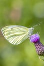 Green-veined white butterfly, Pieris napi, feeding nectar of a purple thistle flower Royalty Free Stock Photo