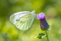 Green-veined white butterfly  Pieris napi  feeding nectar of a purple thistle flower Royalty Free Stock Photo