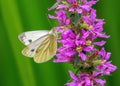 Green-veined White Butterfly - Pieris napi feeding on Purple-loosestrife. Royalty Free Stock Photo