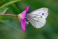 Green-veined White Butterfly - Pieris napi feeding on a woodland flower.