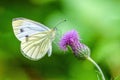Green-veined White Butterfly - Pieris napi feeding on a woodland flower.