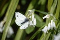 Green-veined white butterfly on a three-cornered leek Royalty Free Stock Photo