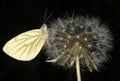 Green-veined White on Dandilion clock