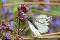 Green-veined white Royalty Free Stock Photo