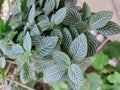 Green veined white leaves in the garden