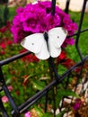 Green-veined White male spring-brood, Pieris napi. Close-up white butterfly resting on a purple dianthus flower Royalty Free Stock Photo