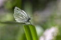 Green-veined white Pieris napi, family Pieridae.