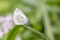 Green-veined white Pieris napi, family Pieridae.