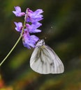 Green-veined white (Pieris napi) butterfly on a purple flower Royalty Free Stock Photo