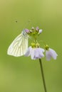 Green-veined white Pieris napi butterfly resting and feeding n