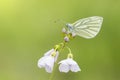 Green-veined white Pieris napi butterfly resting and feeding n