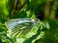 Green-veined White, Pieris napi - a species of day butterfly from the Bielinkow family Pieridae