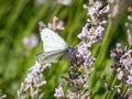 The green-veined white (Pieris napi) with the underside of hindwings pale yellow with the veins Royalty Free Stock Photo