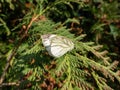 The green-veined white (Pieris napi) with the underside of hindwings pale yellow with the veins Royalty Free Stock Photo