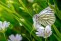 Green-veined White, Pieris napi waiting in Vegetation