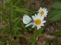 Green-veined white butterfly white black in the forest