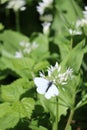 green-veined White on wild Garlic flowers Royalty Free Stock Photo