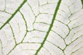 Green veins pattern on white leaf texture Royalty Free Stock Photo