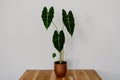 Green Velvet Alocasia `Frydek`