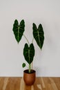 Green Velvet Alocasia `Frydek` Royalty Free Stock Photo