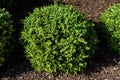 Green Velvet Boxwood 808607