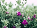 Green velvet bush with small purple flowers. Royalty Free Stock Photo