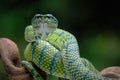 green venomous snake on the tree Royalty Free Stock Photo