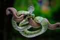 green venomous snake on the tree Royalty Free Stock Photo