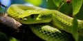 Green venomous snake on the tree Royalty Free Stock Photo