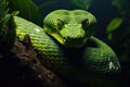 A green venomous snake on a tree Royalty Free Stock Photo
