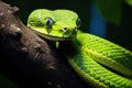 A green venomous snake on a tree Royalty Free Stock Photo