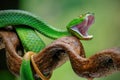 green venomous snake on the tree