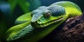 Green venomous snake on the tree Royalty Free Stock Photo