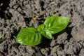 Green verdant basil transplant growing in the garden