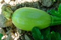 Green verdant pumpkin growing in the garden