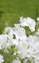 Green vertical background with white flowers