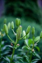 Green vertical natural pattern from unopened young lilium candidum flower buds as background for copy space in selective focus in
