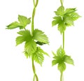 Green vertical vine liana leaves hops