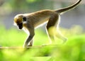 Green Vervet Monkey 2 Royalty Free Stock Photo