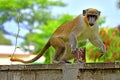 Green Vervet Monkey 3 Royalty Free Stock Photo