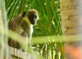 Green Vervet Monkey 4 Royalty Free Stock Photo