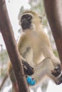 Green vervet monkey Royalty Free Stock Photo