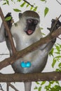 Green vervet monkey Royalty Free Stock Photo