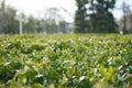 Green vibrant boxwood bush texture in town. Royalty Free Stock Photo