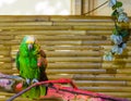 Green vibrant colored yellow naped amazon parrot or yellow crowned parrot a endangered species because of deforestation Royalty Free Stock Photo