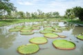 Green Victoria waterlily in pond at park with daylight Royalty Free Stock Photo