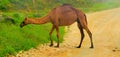 green view camel animal road